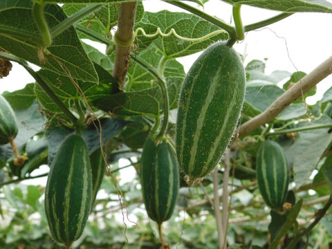 Green pointed gourd plant from the Cucurbitaceae