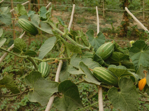 Green pointed gourd plant from the Cucurbitaceae