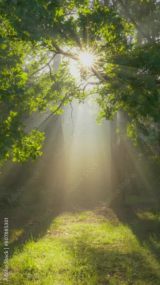 Aufkleber Magic forest in the morning. Sun rays emerging though the green tree branches. Green forest with warm sunbeams illuminating oak tree. Gimbal high quality vertical shot