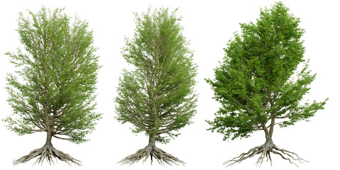 A collection of green broad-leaved trees isolated on a transparent background.