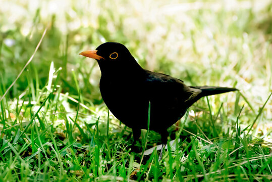 Natural singer Blackbird, Turdus Merula, Mirlo Komun, Tordo in all its beauty against the grass in summer in Spain. Songbird close up.Black bird with yellow beak