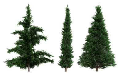 Set of coniferous trees, front view, isolated png on transparent background
