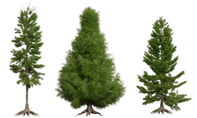 Set of coniferous trees, front view, isolated png on transparent background