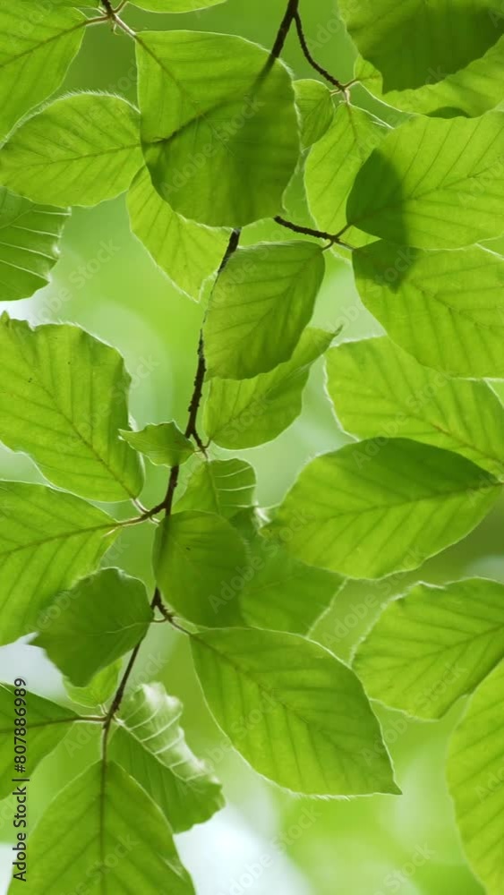 Poster green fresh leaves waving in the wind background. spring beech leaves with beautiful bokeh. spring n