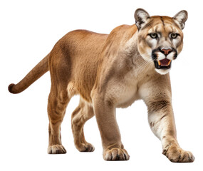 PNG Puma wildlife animal mammal.