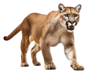PNG Puma wildlife animal mammal.