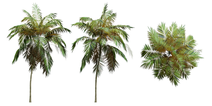 Set of coconut trees at different angles. Palm trees in a tropical vacation spot.