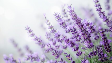 aromatic lavender flowers bloom in a field, with a row of purple blooms on the left and a row of white flowers on the right