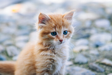 Kitten in the garden