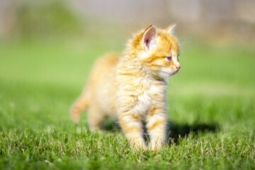 Kitten in the garden