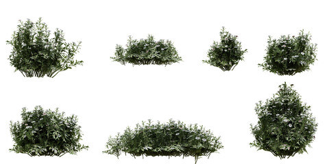 set of realistic big and small size wild grass bushes. 