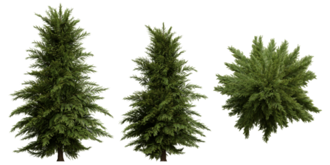 Set of coniferous trees, front view, isolated png on transparent background