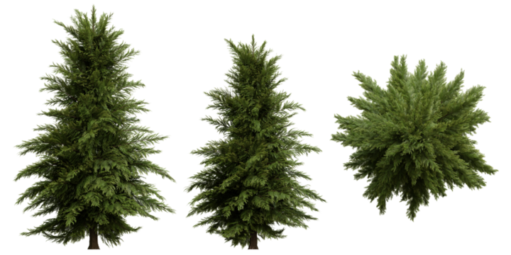 Set of coniferous trees, front view, isolated png on transparent background
