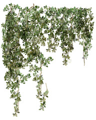 Set of various creeper plants, isolated on transparent background.