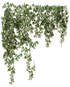 Set of various creeper plants, isolated on transparent background.