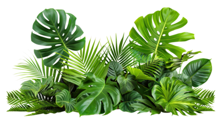 Lush green tropical plants bush (monstera, palm, rubber plant, pine and fern), cut out