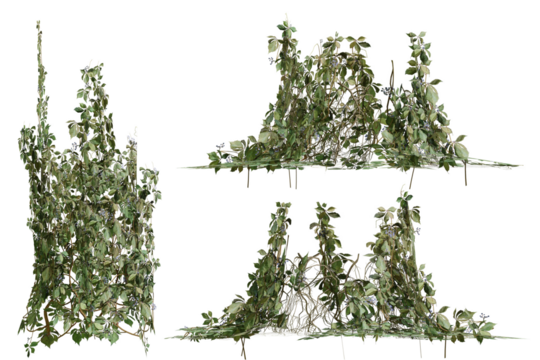 Set of various creeper plants, isolated on transparent background.