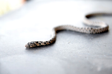 A small poisonous snake viper crawls along a concrete surface, Close-up