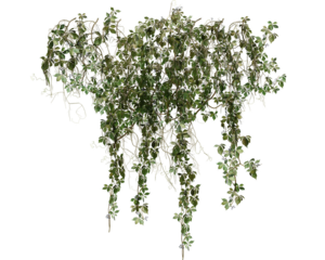 Set of various creeper plants, isolated on transparent background.