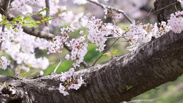 桜散る Images – Browse 875 Stock Photos, Vectors, and Video
