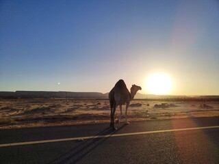 Camel Sunset