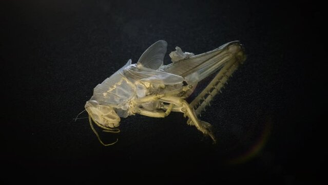 Turning macro view of cricket exoskeleton on black