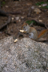 Squirrel in the park