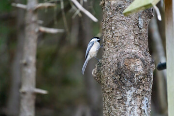 Chickadee bird in the park