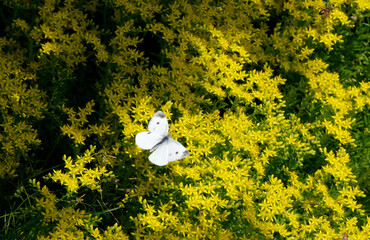 黄色い花にモンシロチョウ
