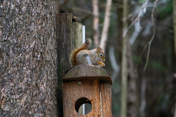 Squirrel in the park