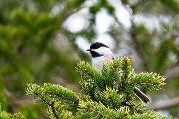 Chickadee bird in the park