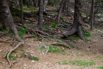 Squirrel in the park