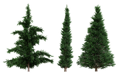 Set of coniferous trees, front view, isolated png on transparent background