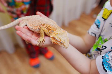 man's hands holding a lizard. A touching zoo, a show with exotic animals for children.