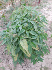 Amaranth. Amaranthus retroflexus. Annual herbaceous plant.spinach also known as amaranth with seeds...