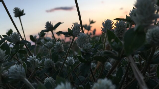 Gomphrena celosioides with Sunset Background