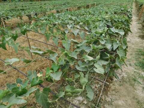 Close up of green pointed gourd in the vegetable garden
