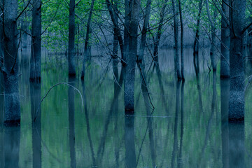 Forest landscape with trees reflecting in water in dark moody tones