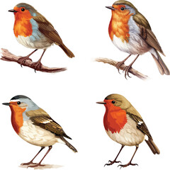 European Robin Vector Illustration