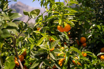 Ambiance of a mediterranean orange grove, with focus on two luscious oranges bathed in sunlight poised for harvest, as surrounding oranges provide a blurred backdrop, the essence of natural abundance.