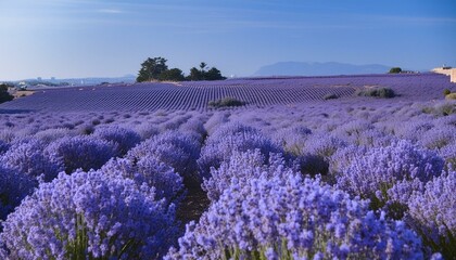 Obraz premium background with lavender