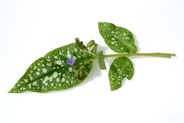 Lung herb Pulmonaria, officinalis