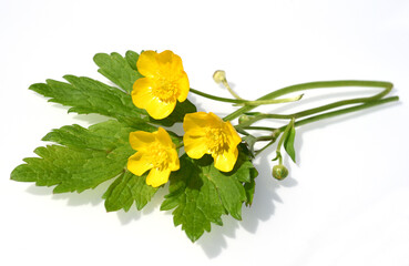Crowfoot, Ranunculus, acris