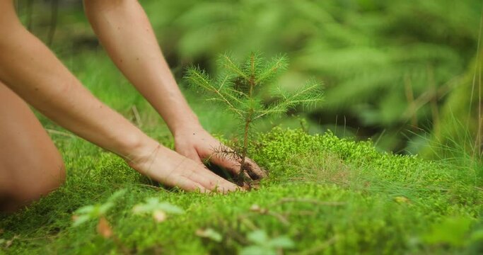 Female hands pressing a tree firmly into its forest home. The conclusion of planting, a gesture of commitment to the earth's future.