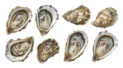 Set of fresh oysters isolated on transparent background