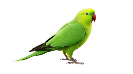 Green parrot isolated on PNG Background
