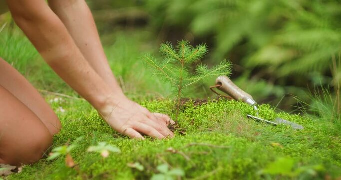 Kneeling on the soft ground, a person secures a pine tree into the earth. Securing roots to foster stability and longevity in the ecosystem.