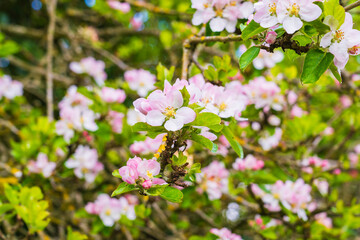 Pink flowers on an apple tree blossoming in Spring