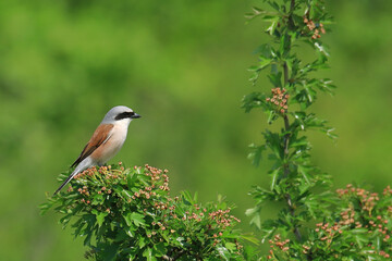 Red backed shrike, Lanius collurio, on the tree