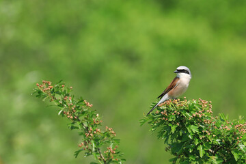 Red backed shrike, Lanius collurio, on the tree